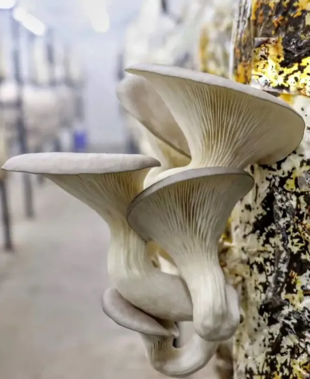 From brew to bloom: The coffee grounds startup story